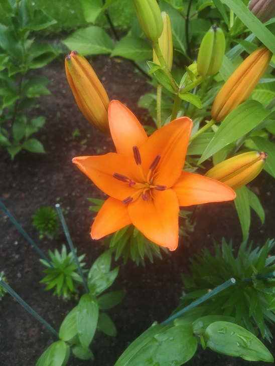 Garden news: hard work pays&nbsp;off