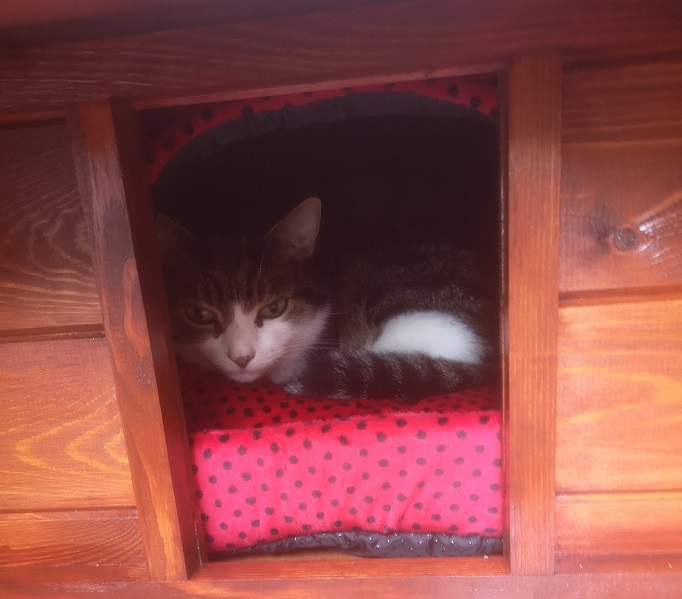 Cat’s Winter Palace