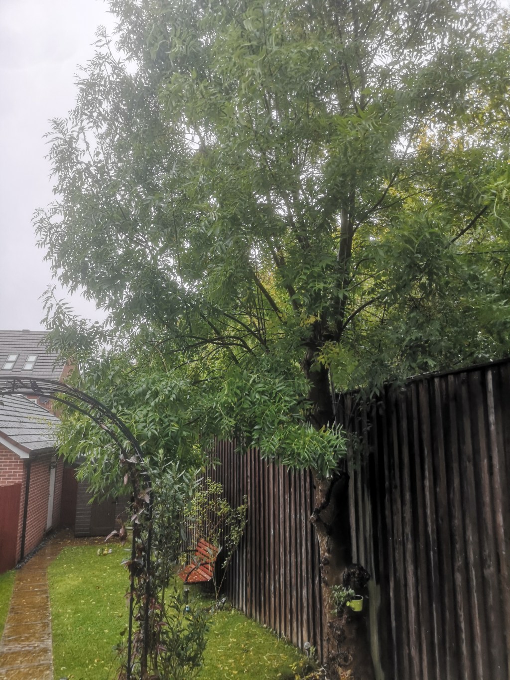 Priceless freebie: my ash&nbsp;tree