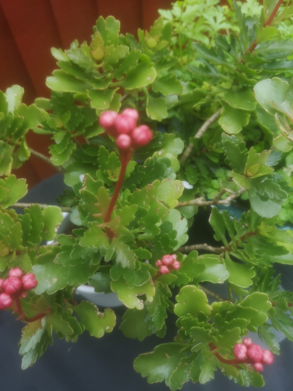 Little green friends