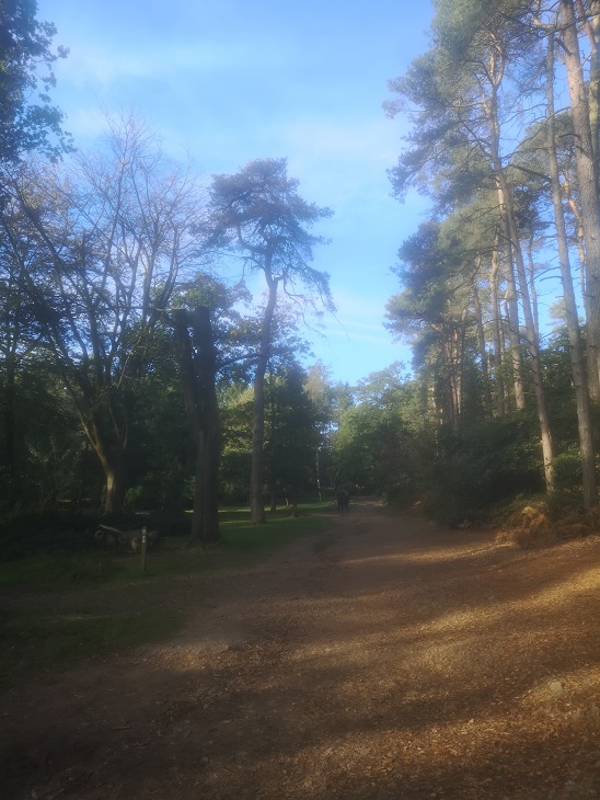 Lickey Hills country park, Sunday 15th October&nbsp;2023