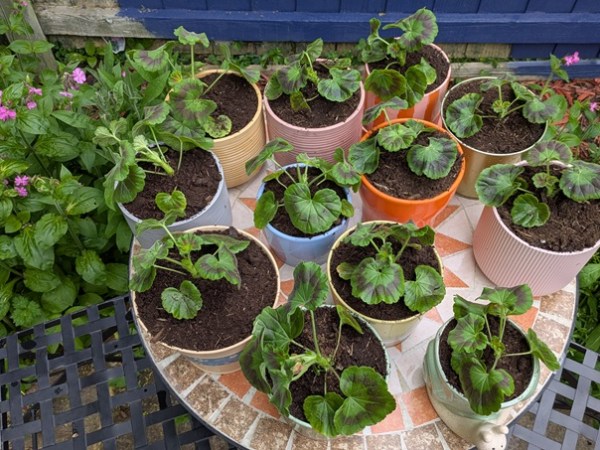 Geranium summer